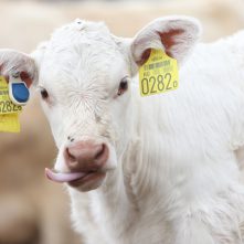 Innovatív kutatási módszerek a jövőálló állattenyésztésért